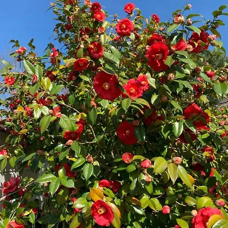 Lachanau Paradis 別荘