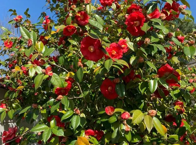 Lachanau Paradis Hébergement de vacances